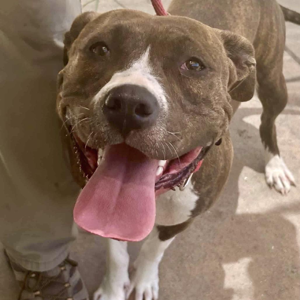 Deja, a Adoptable Mixed Breed in San Francisco, CA image 4/6