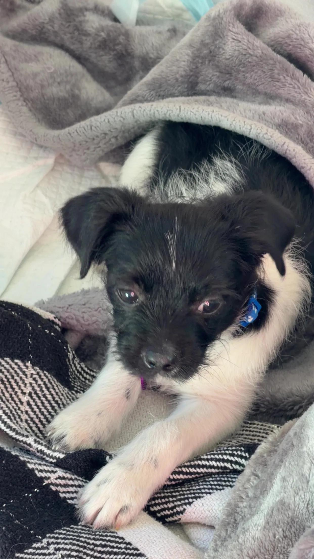 Enlarge Marlon Brando, a ADOPTABLE mixed breed in West Hollywood, CA image 3/3