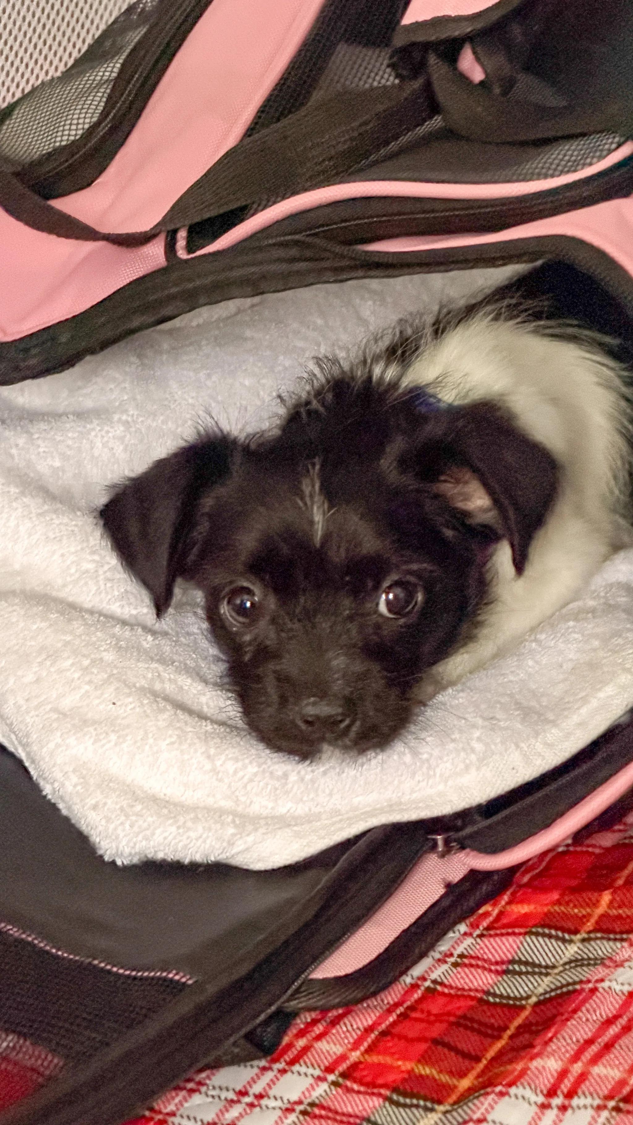 Marlon Brando, ADOPTABLE, Puppy Male Chihuahua.