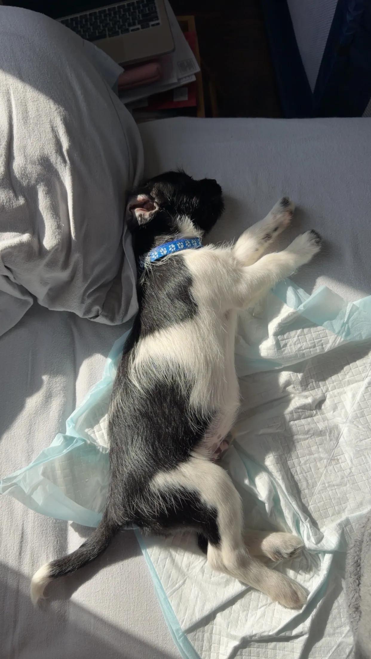 Enlarge Marlon Brando, a ADOPTABLE mixed breed in West Hollywood, CA image 2/3