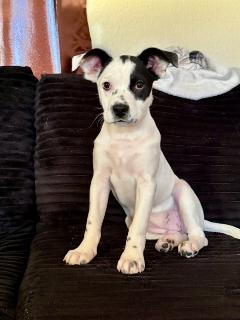 Enlarge Betsy, a ADOPTABLE Mixed Breed in Schaumburg, IL image 2/6