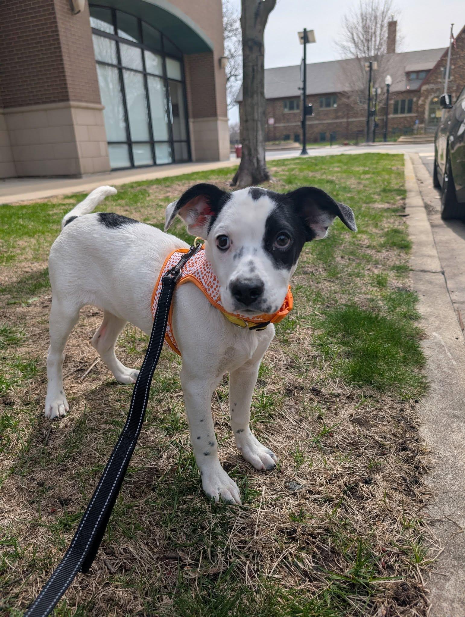 Enlarge Betsy, a ADOPTABLE Mixed Breed in Schaumburg, IL image 6/6