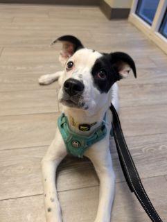 Enlarge Betsy, a ADOPTABLE Mixed Breed in Schaumburg, IL image 5/6