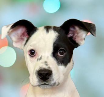 Enlarge Betsy, a ADOPTABLE Mixed Breed in Schaumburg, IL image 1/6