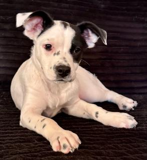 Enlarge Betsy, a ADOPTABLE Mixed Breed in Schaumburg, IL image 3/6
