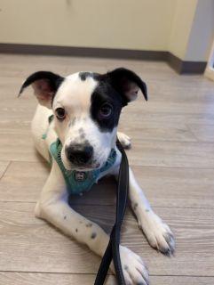 Enlarge Betsy, a ADOPTABLE Mixed Breed in Schaumburg, IL image 4/6