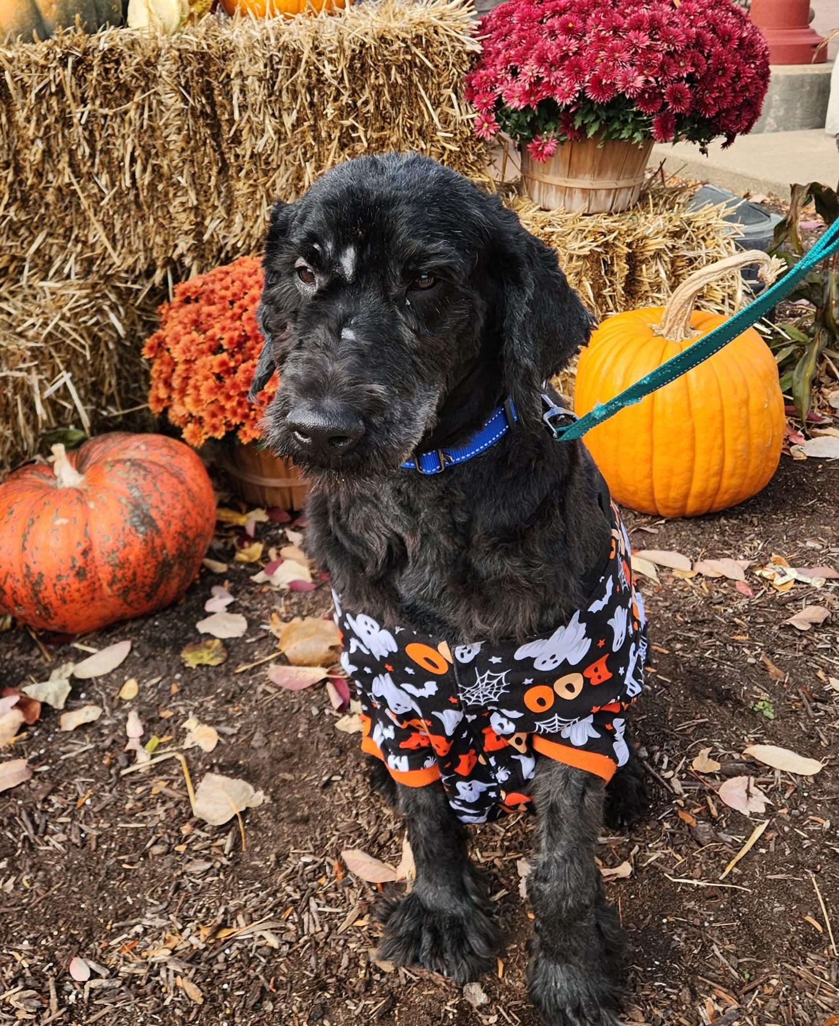 Flash, a Adopted Goldendoodle in East Peoria, IL image 2/5
