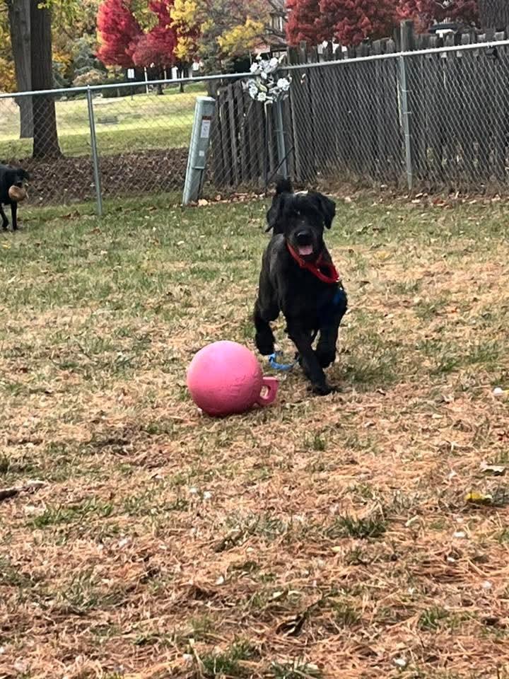 Flash, a Adopted Goldendoodle in East Peoria, IL image 3/5