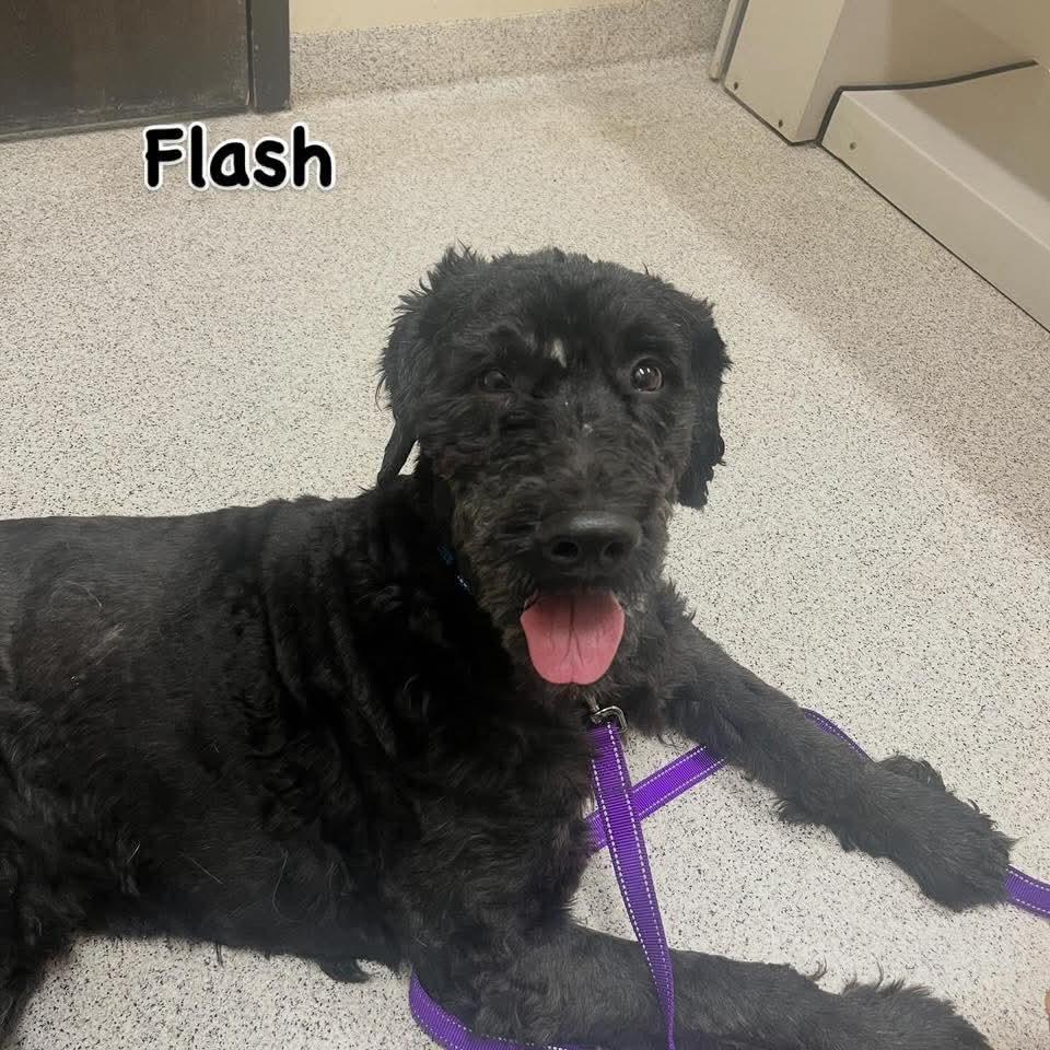 Flash, a Adopted Goldendoodle in East Peoria, IL image 4/5