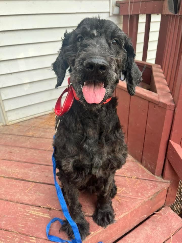 Flash, a Adopted Goldendoodle in East Peoria, IL image 5/5