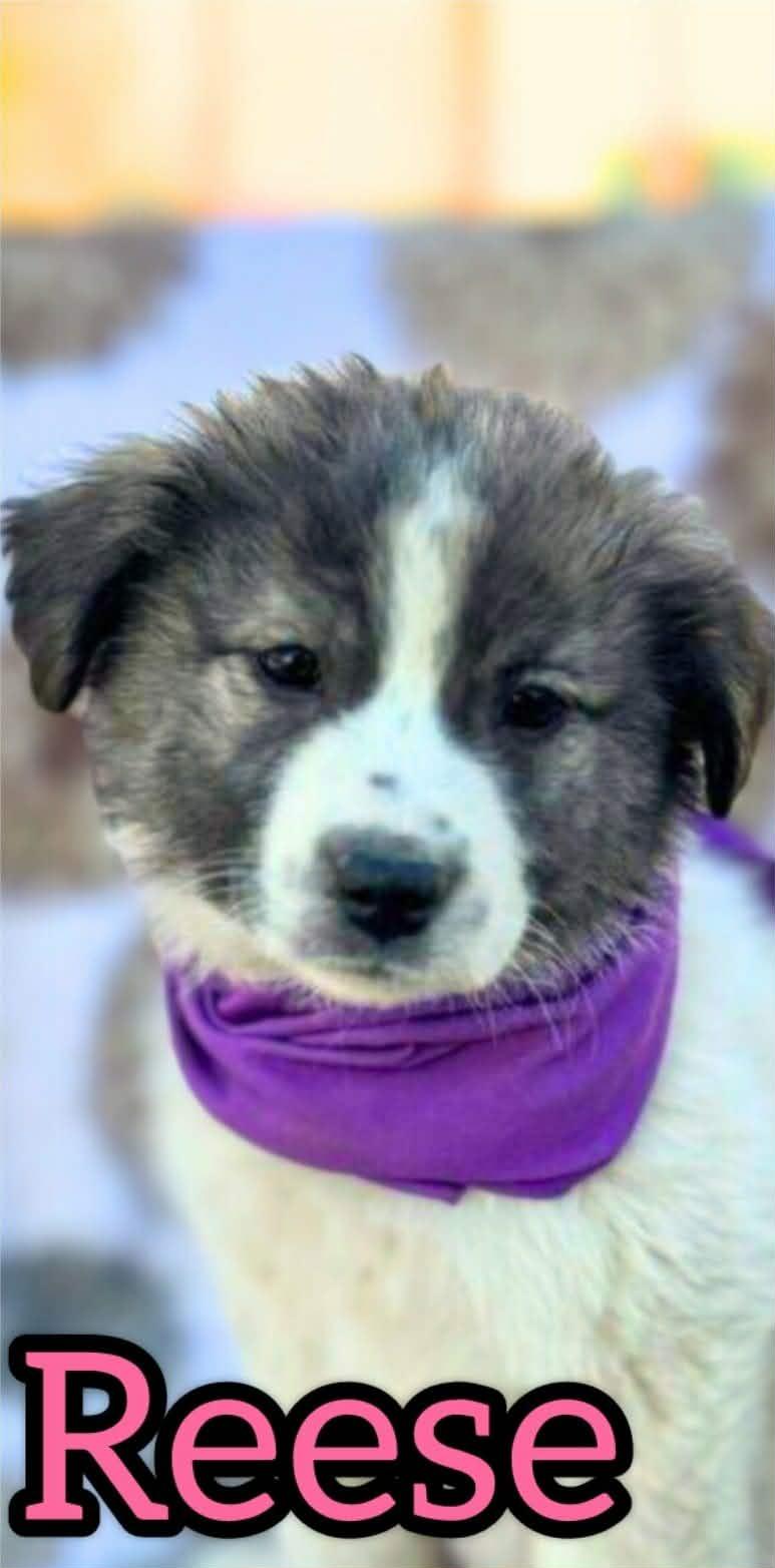Enlarge Reese, an adopted mixed breed in Anza, CA image 1/1