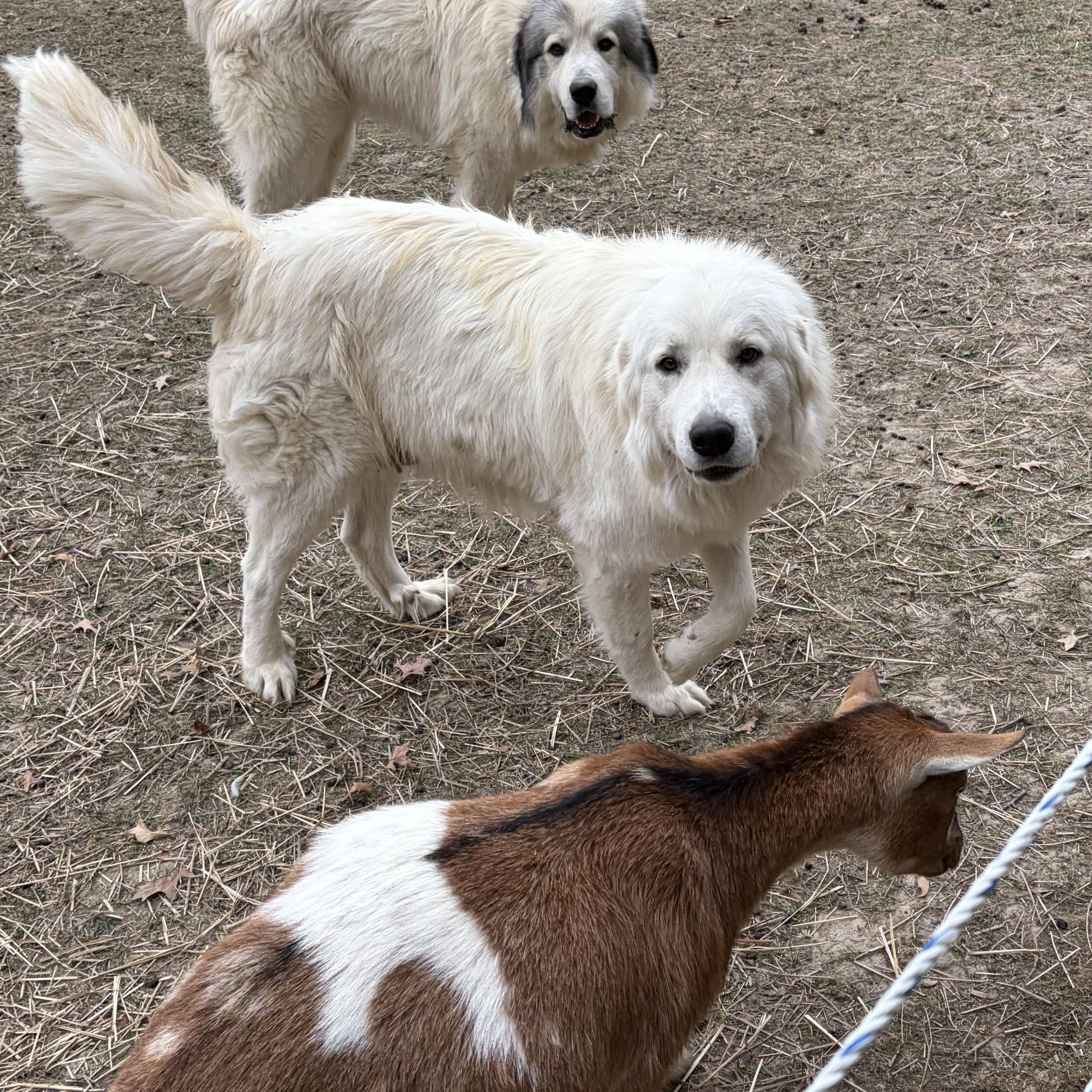 Enlarge SugarPlum, a ADOPTABLE Great Pyrenees in East Sparta, OH image 2/2