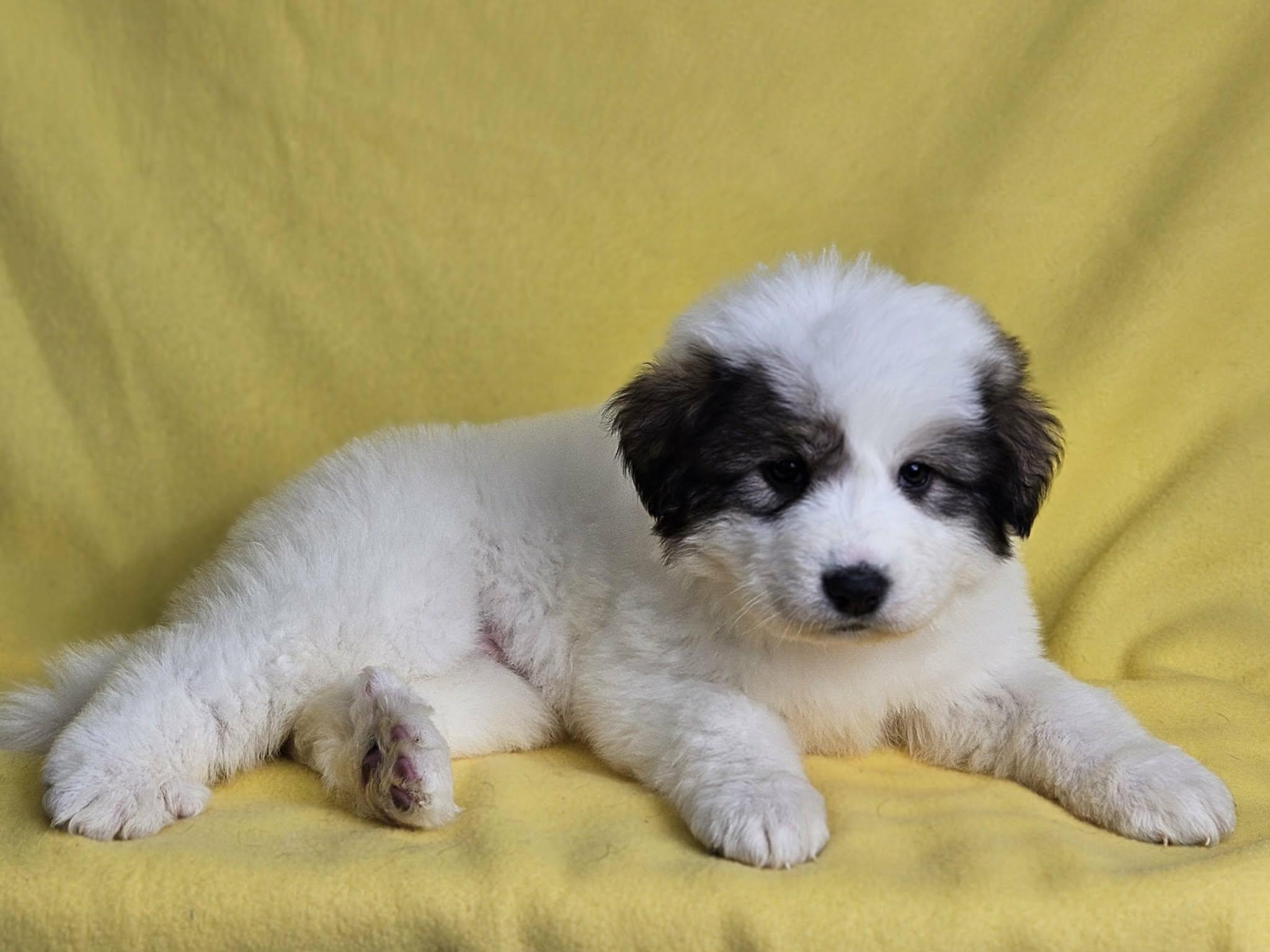 Enlarge SugarPlum, a ADOPTABLE Great Pyrenees in East Sparta, OH image 1/2