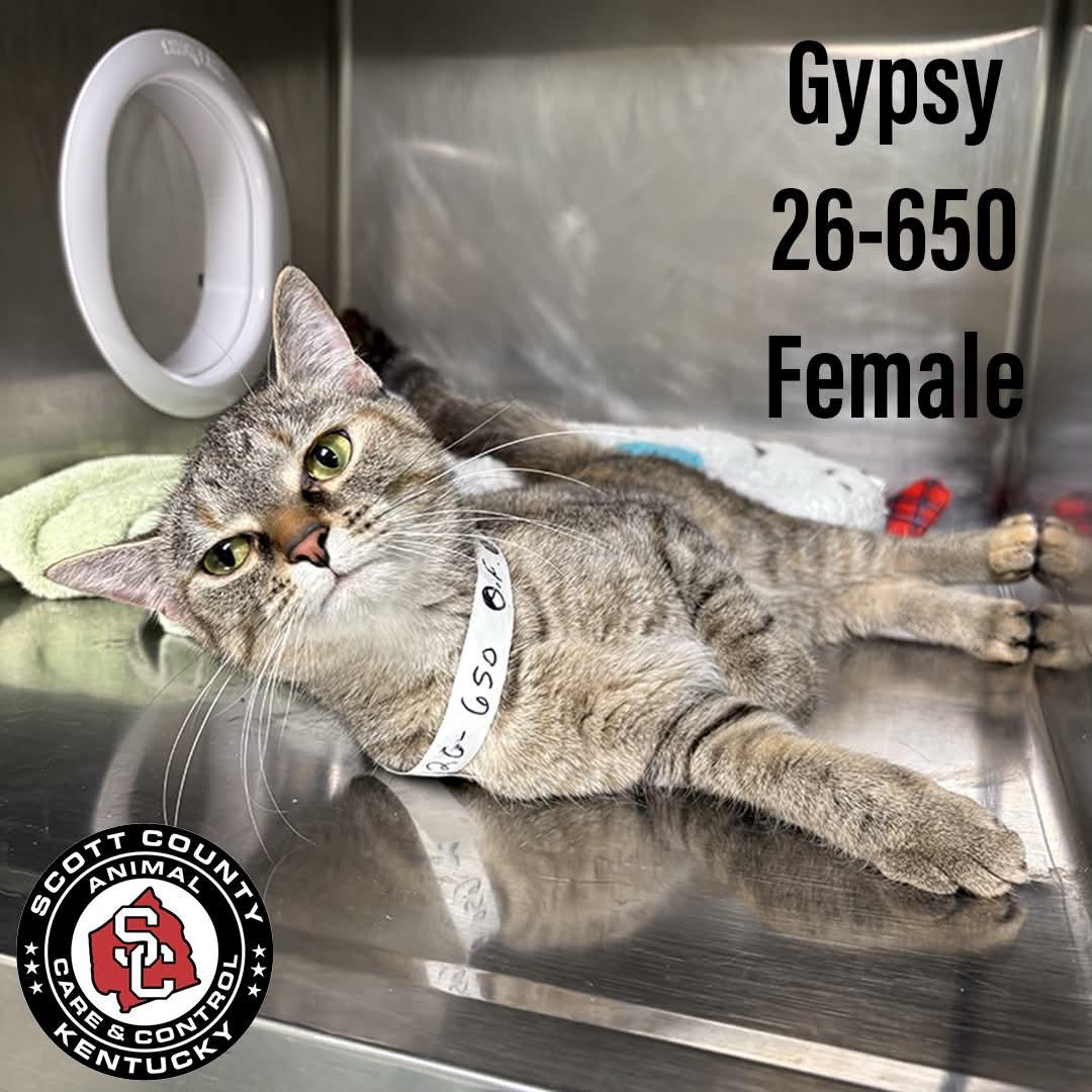 Gypsy, Adoptable, Adult Female Domestic Short Hair.