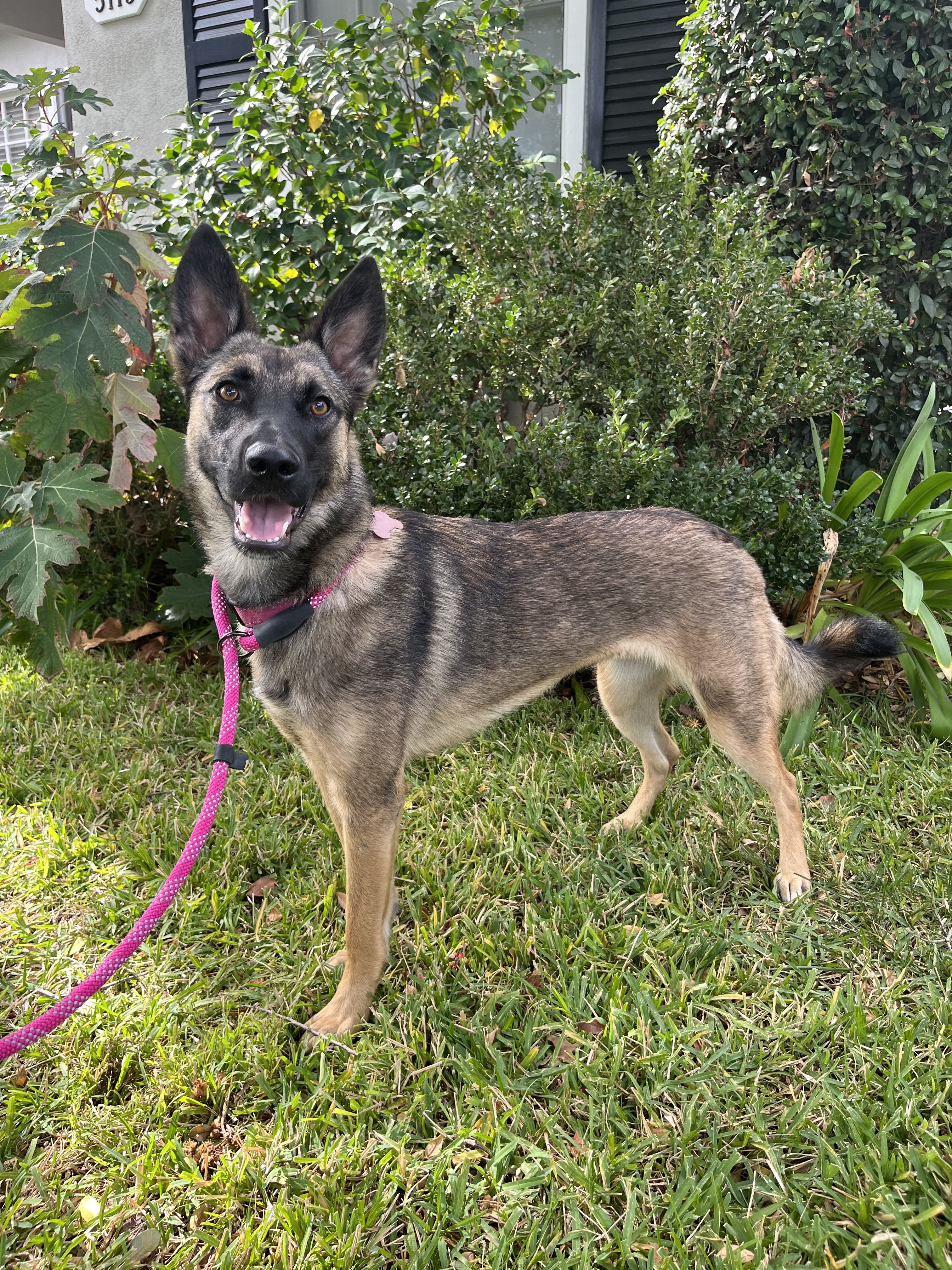 SANDY, Adoptable, Young Female Belgian Shepherd / Malinois & German Shepherd Dog.