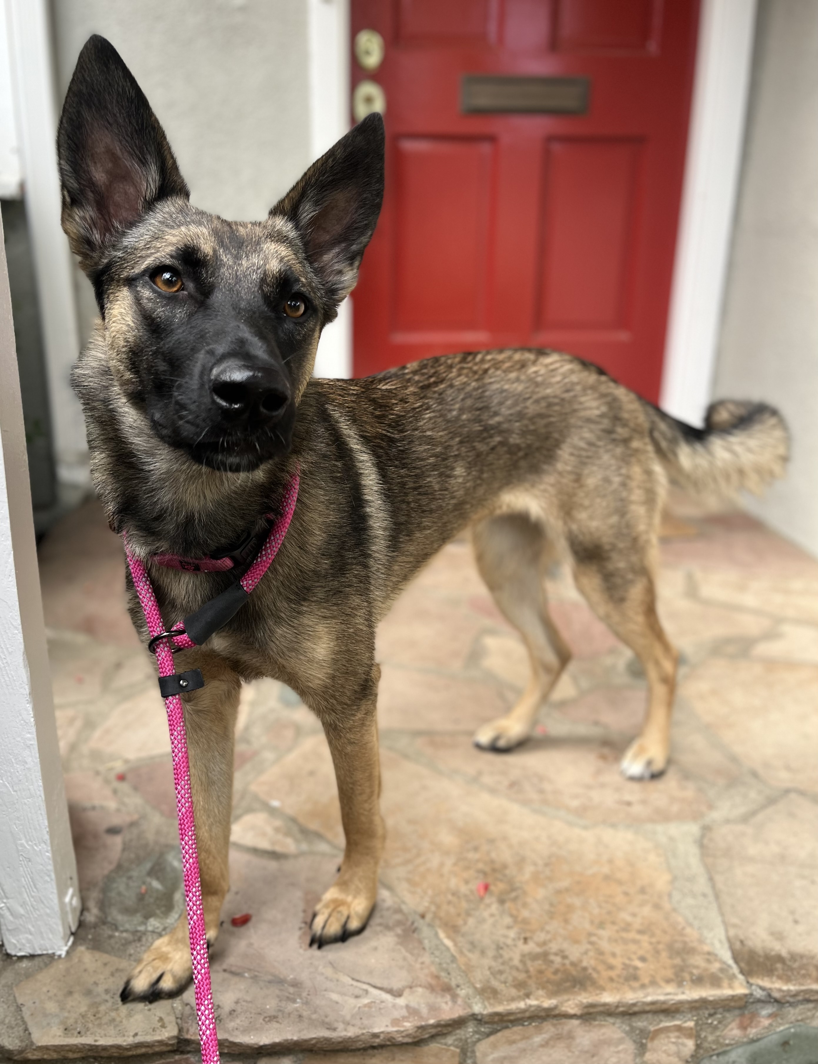 SANDY, a Adoptable mixed breed in San Marcos, CA image 2/5