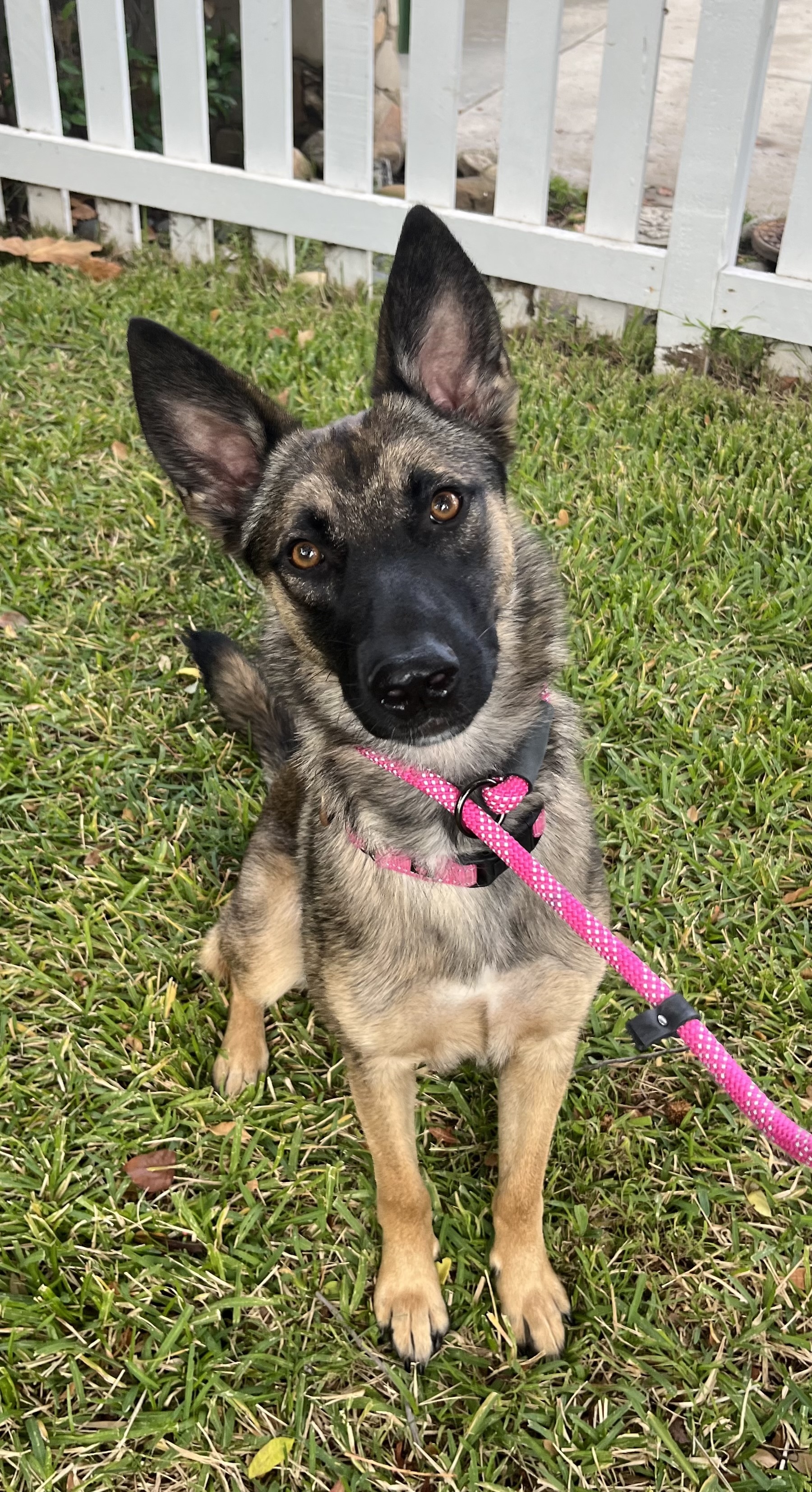SANDY, a Adoptable mixed breed in San Marcos, CA image 3/5