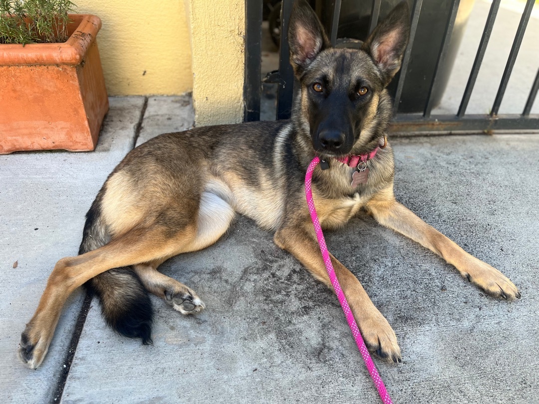 SANDY, a Adoptable mixed breed in San Marcos, CA image 5/5