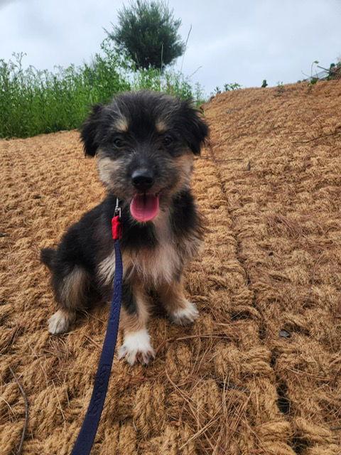 OXANA, Adopted, Puppy Male Terrier & Corgi.