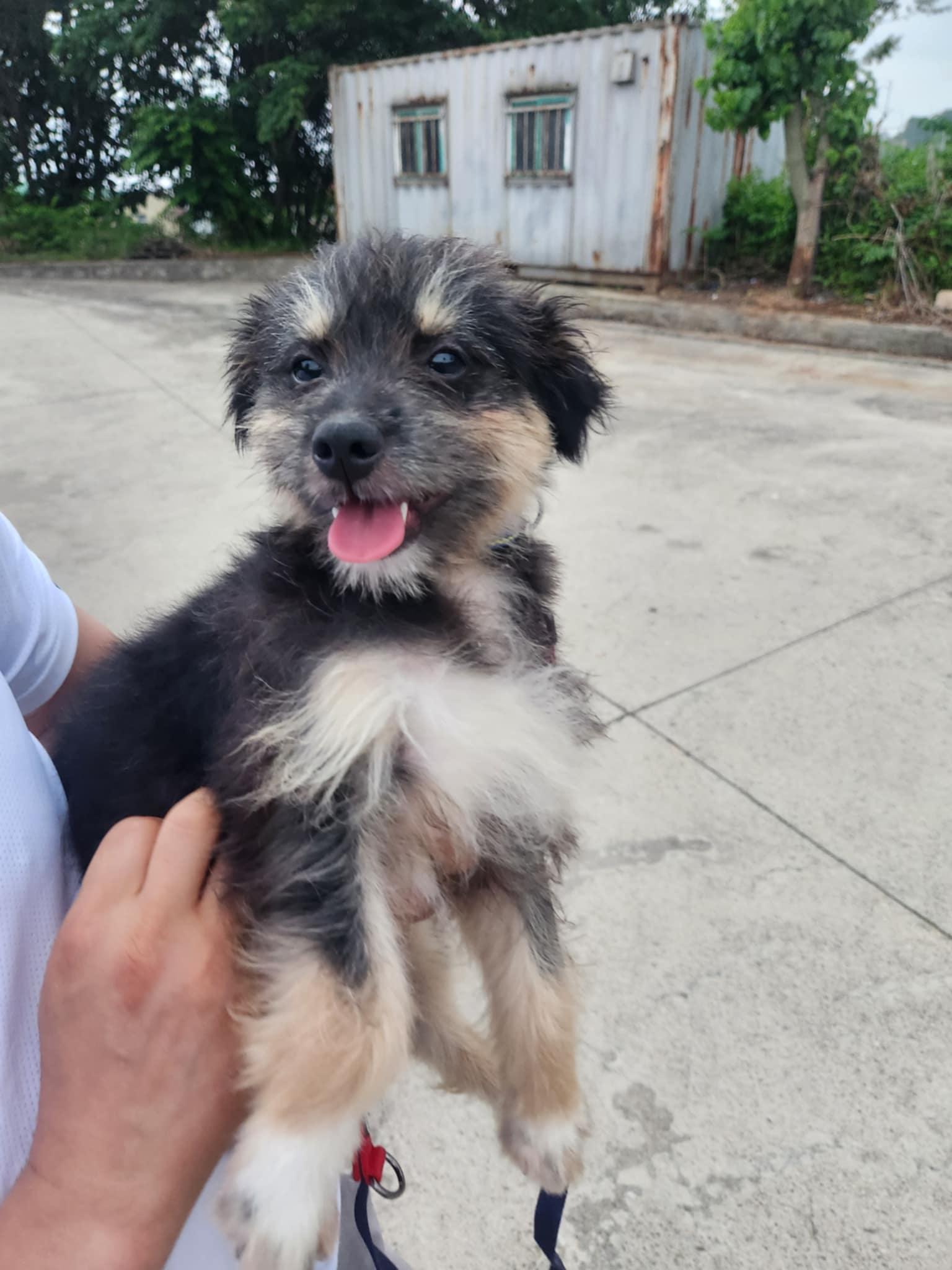 Enlarge OXANA, a Adopted mixed breed in Agoura Hills, CA image 2/3