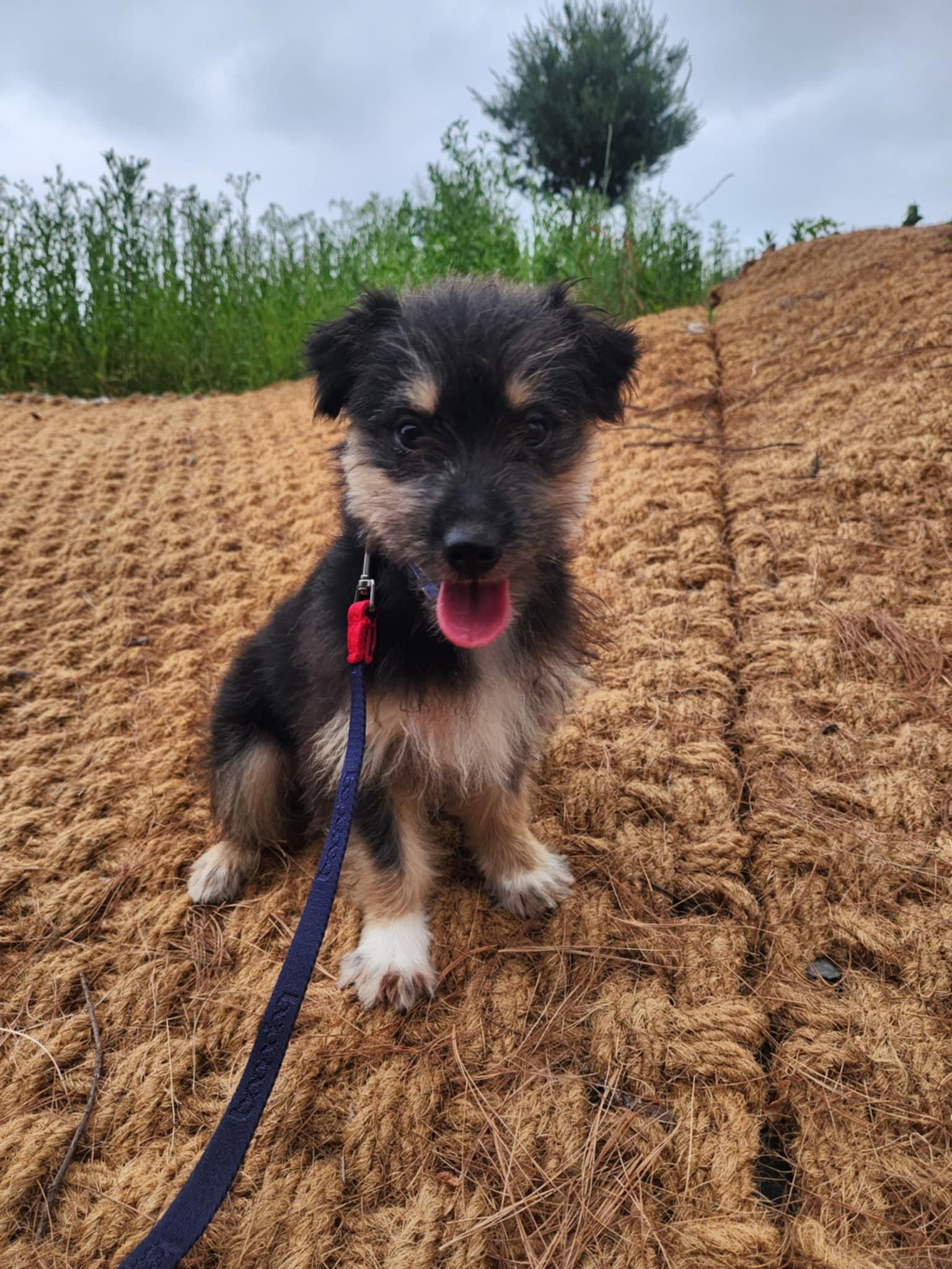 Enlarge OXANA, a Adopted mixed breed in Agoura Hills, CA image 3/3