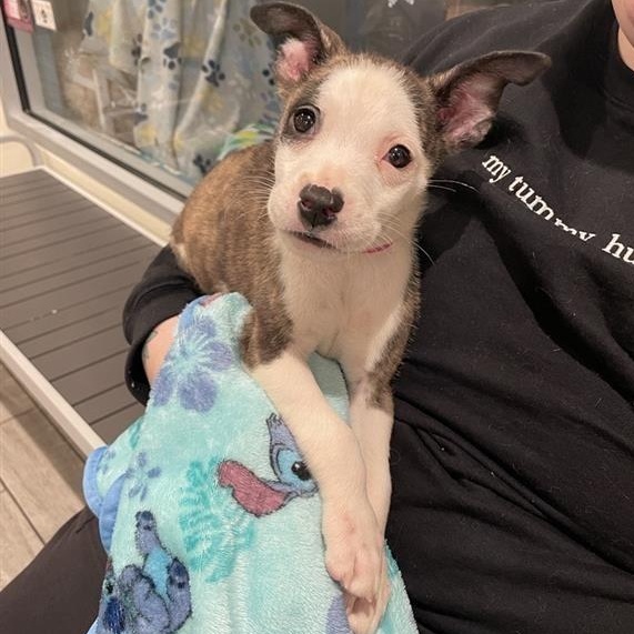 Beignet, adopted, Puppy Female Terrier & Mixed Breed.