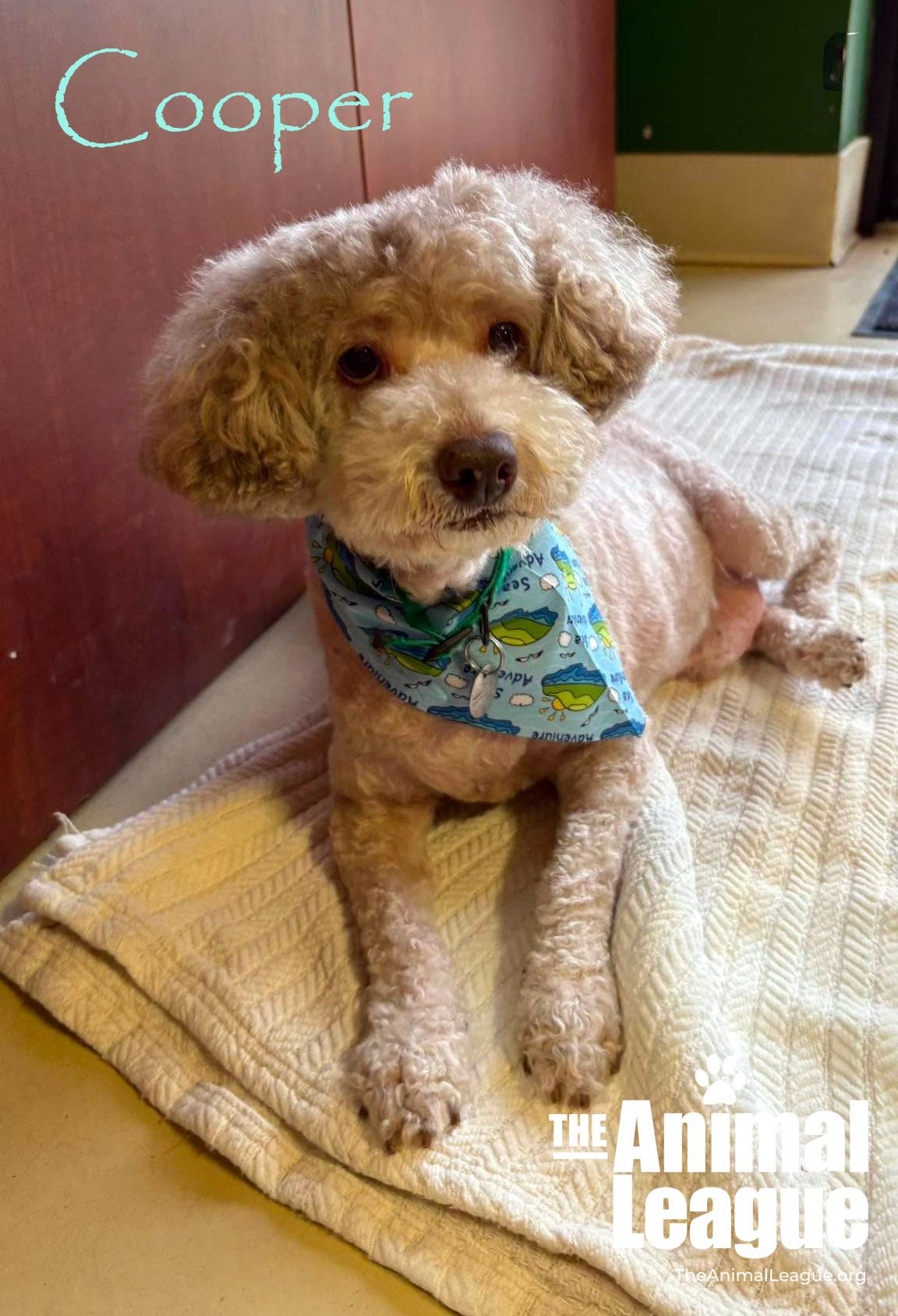 Cooper, ADOPTABLE, Adult Male Poodle.