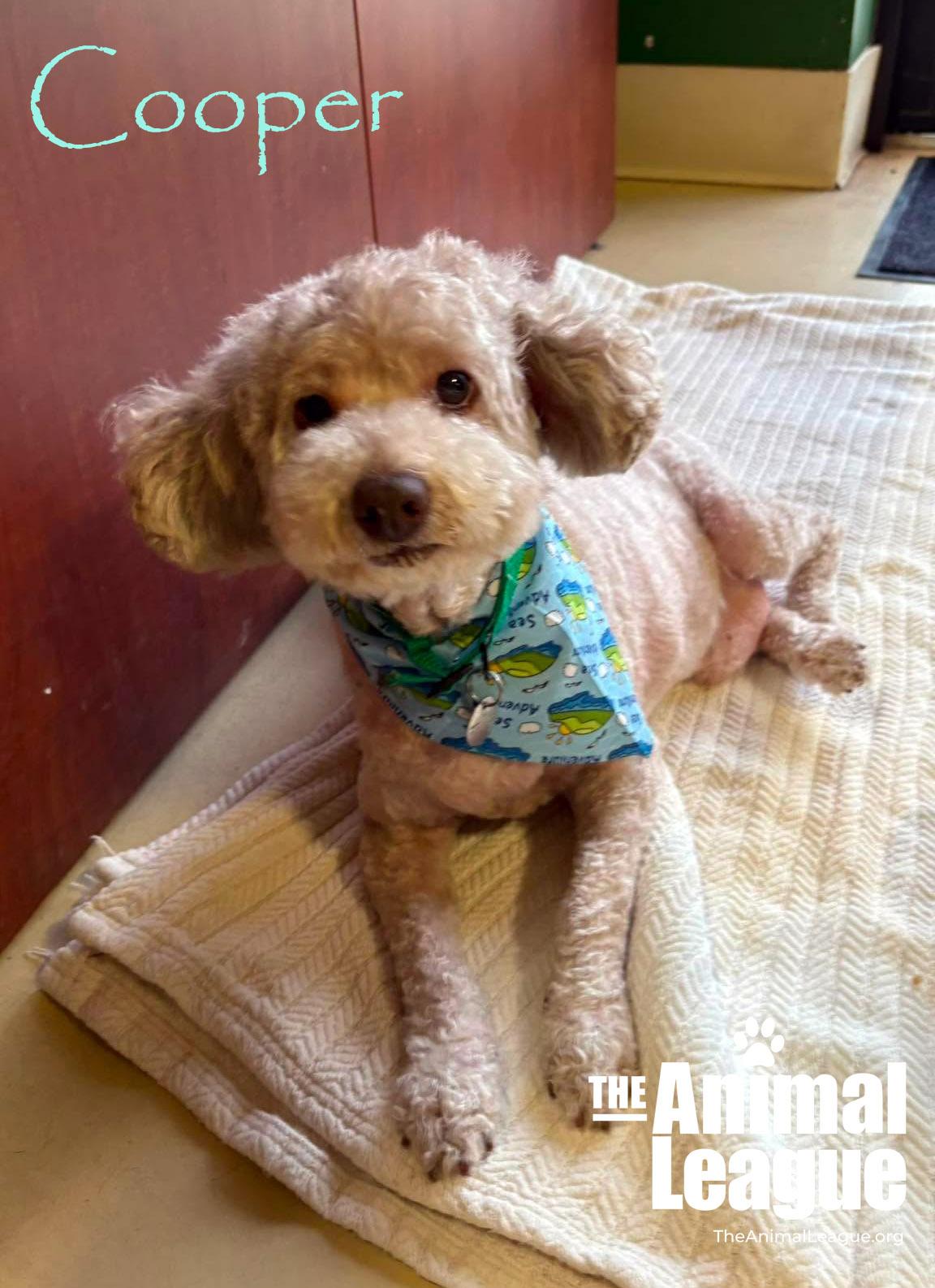 Cooper, a ADOPTABLE mixed breed in Groveland, FL image 2/4