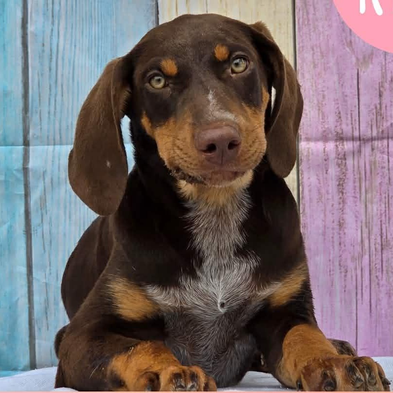 Enlarge Reba, a ADOPTABLE mixed breed in Tylertown, MS image 1/1