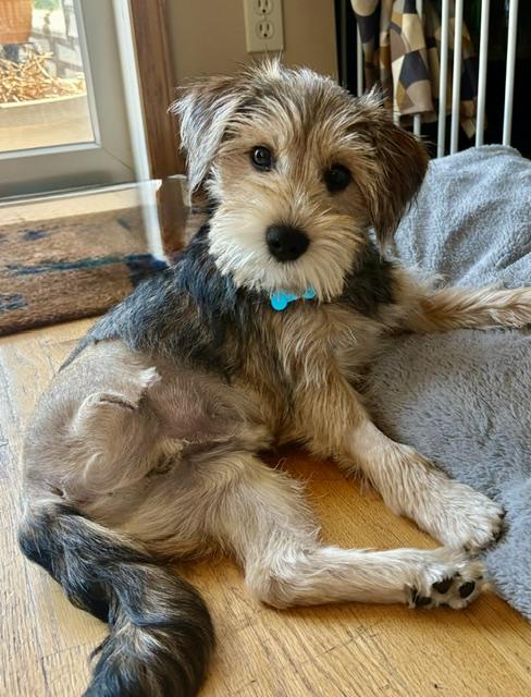 Howie, a ADOPTABLE mixed breed in Minneapolis, MN image 2/4