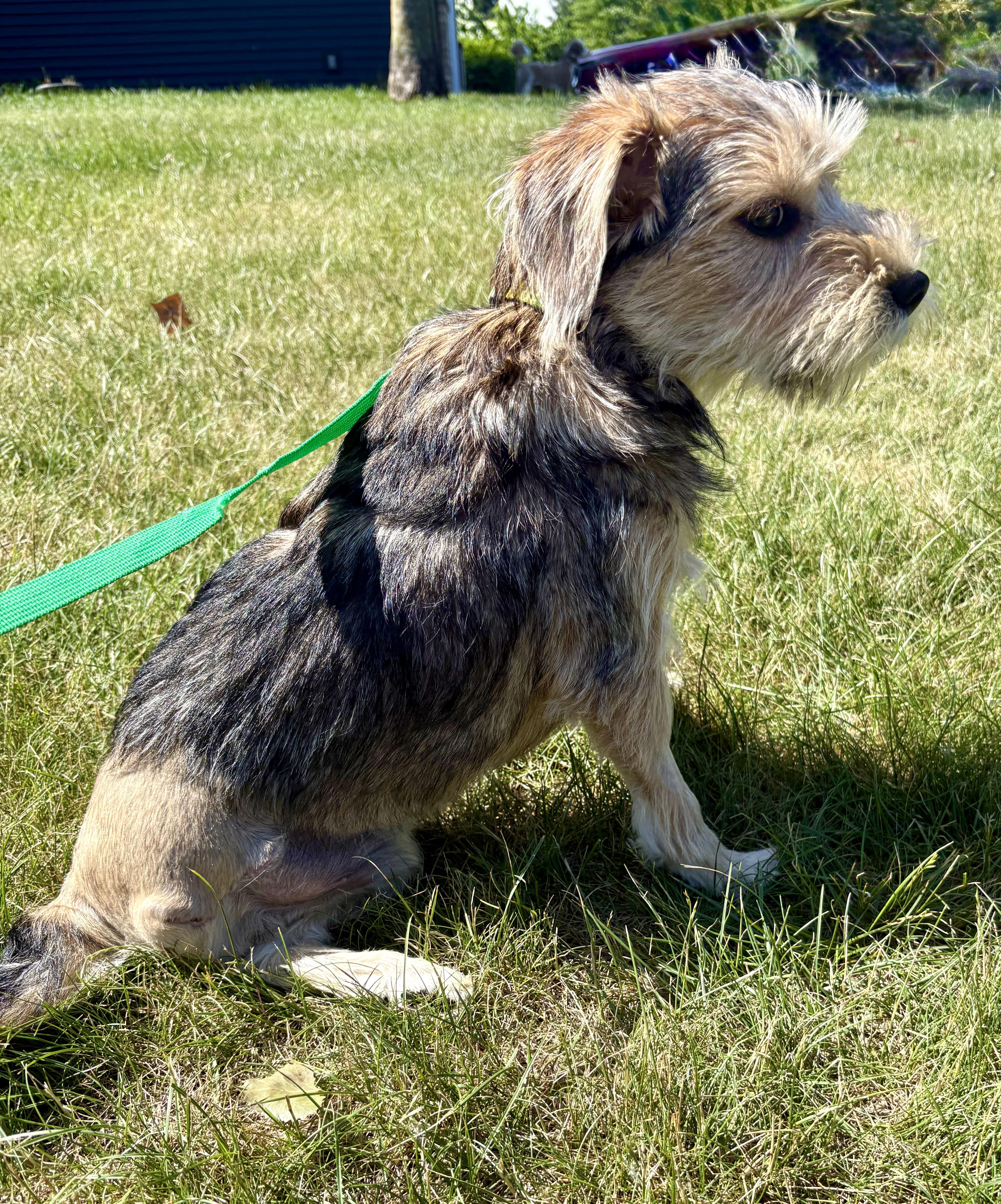 Howie, a ADOPTABLE mixed breed in Minneapolis, MN image 4/4