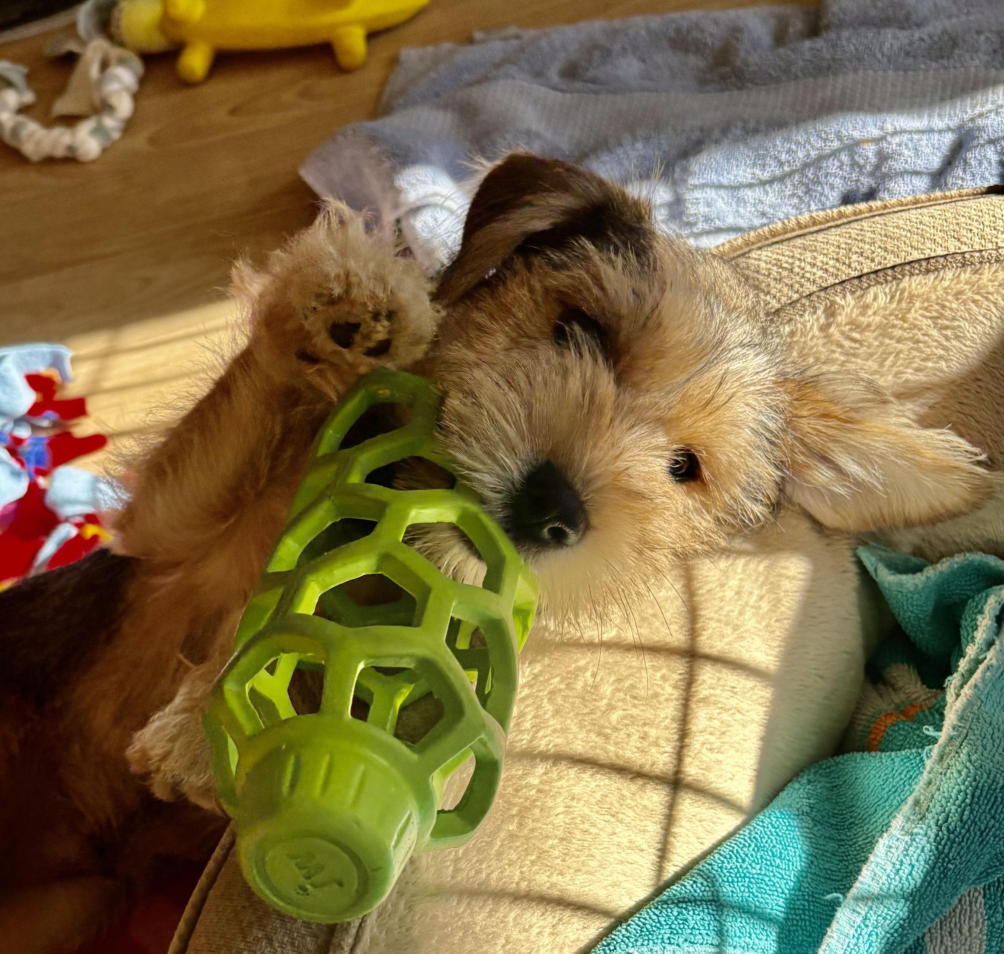Howie, a ADOPTABLE mixed breed in Minneapolis, MN image 3/4