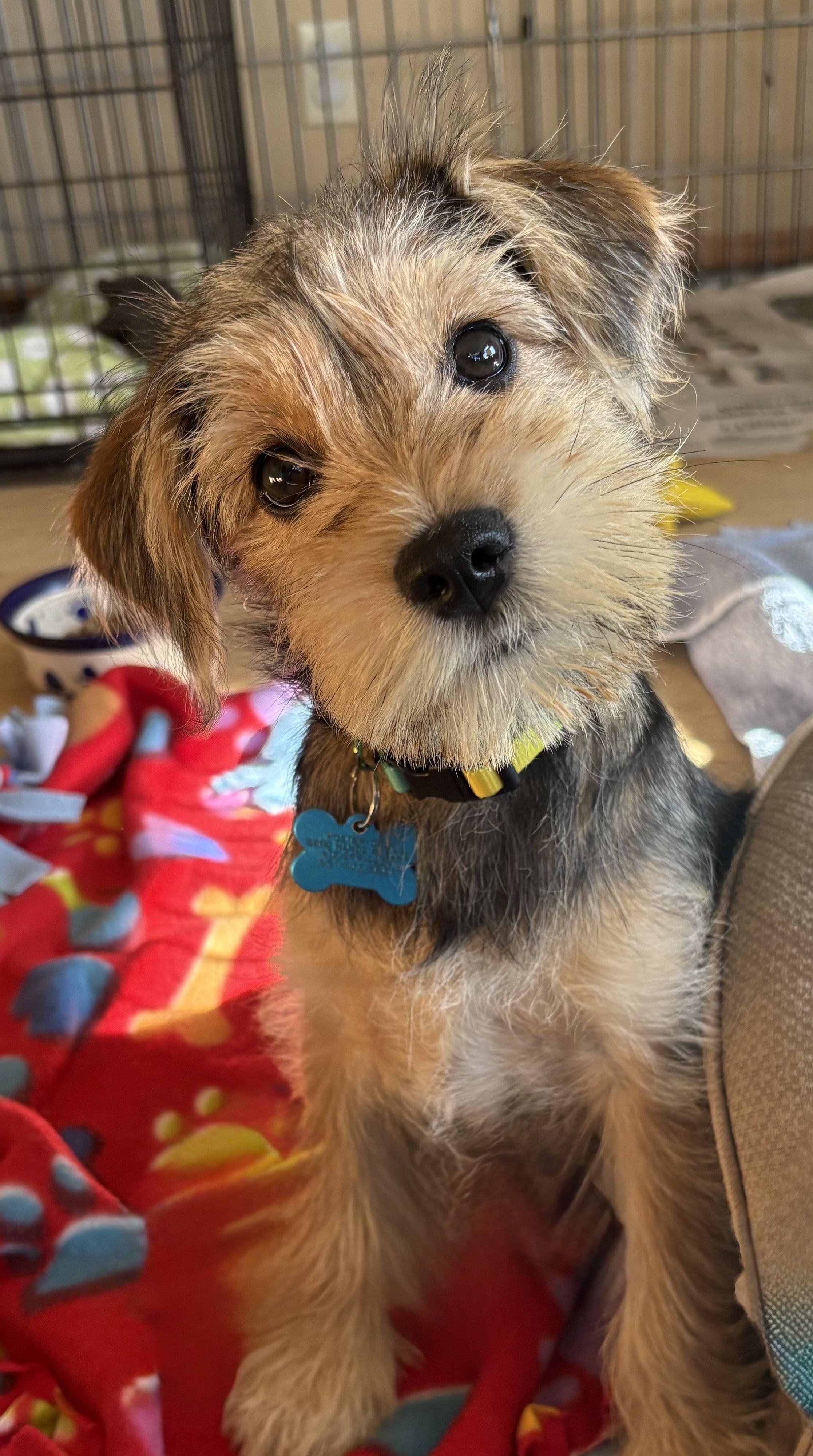 Howie, a ADOPTABLE mixed breed in Minneapolis, MN image 1/4