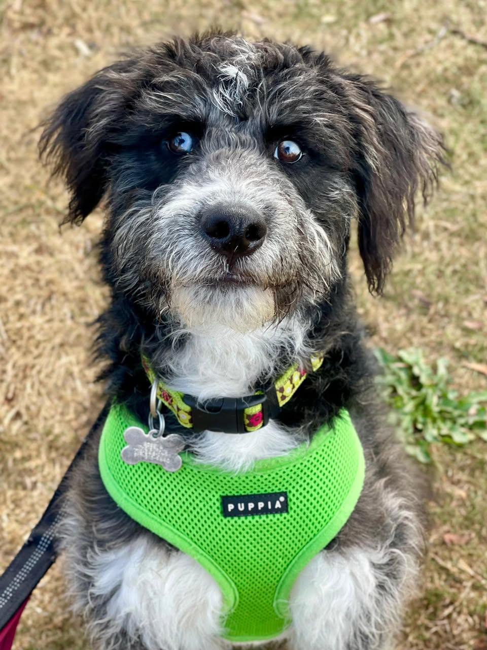 Bluey, an adoptable Aussiedoodle in Freeport, NY, 11520 | Photo Image 3