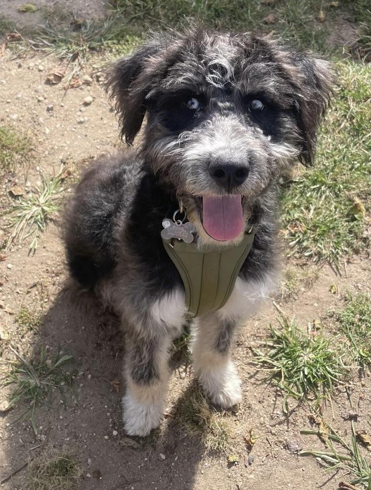 Bluey, an adoptable Aussiedoodle in Freeport, NY, 11520 | Photo Image 2