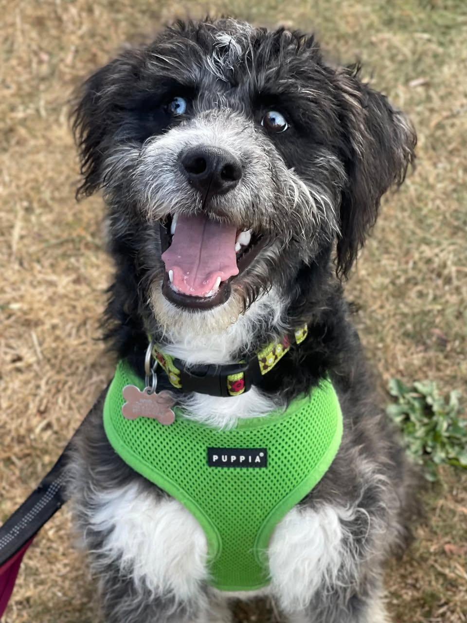 Bluey, an adoptable Aussiedoodle in Freeport, NY, 11520 | Photo Image 4