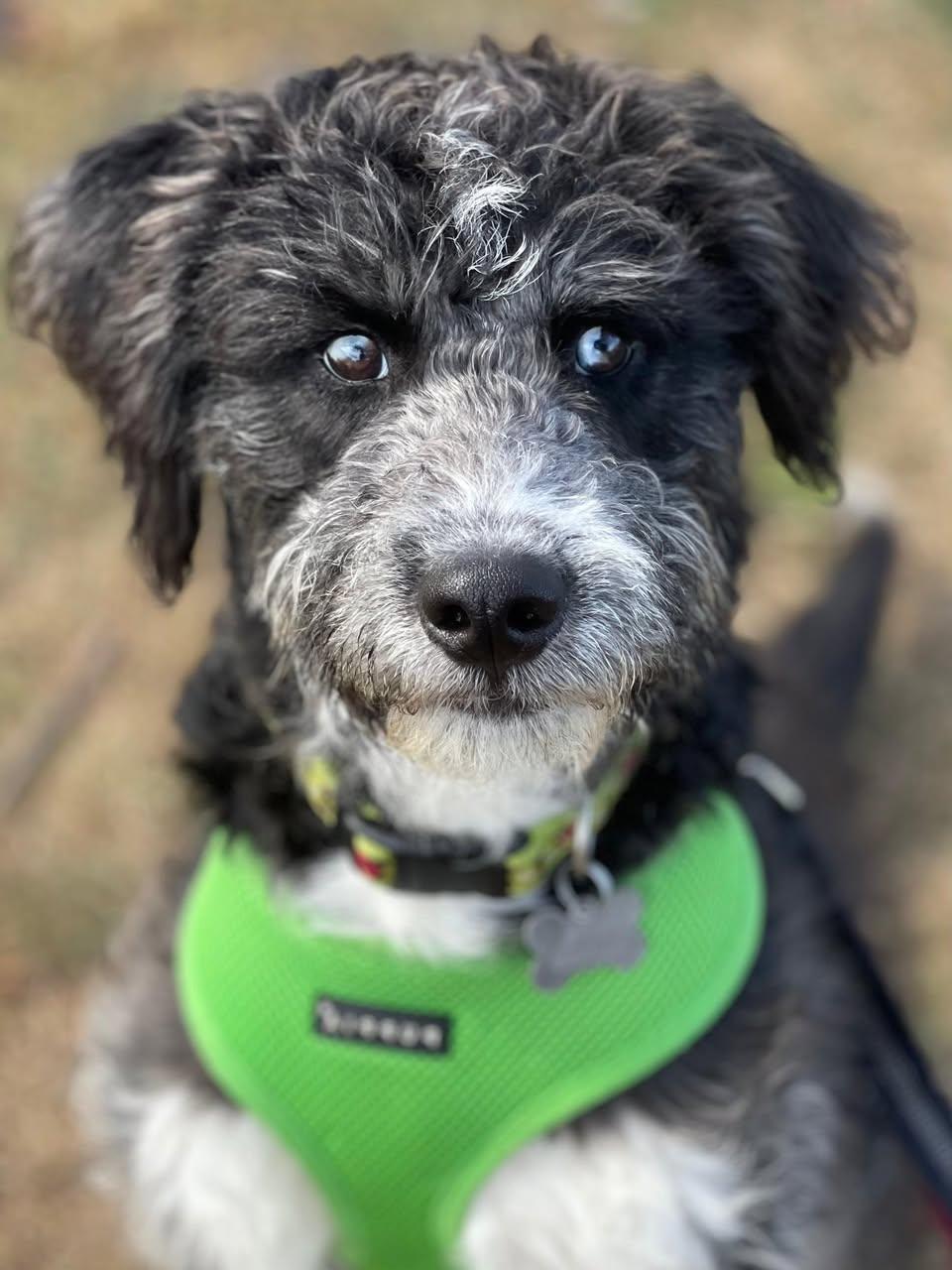 Bluey, an adoptable Aussiedoodle in Freeport, NY, 11520 | Photo Image 1