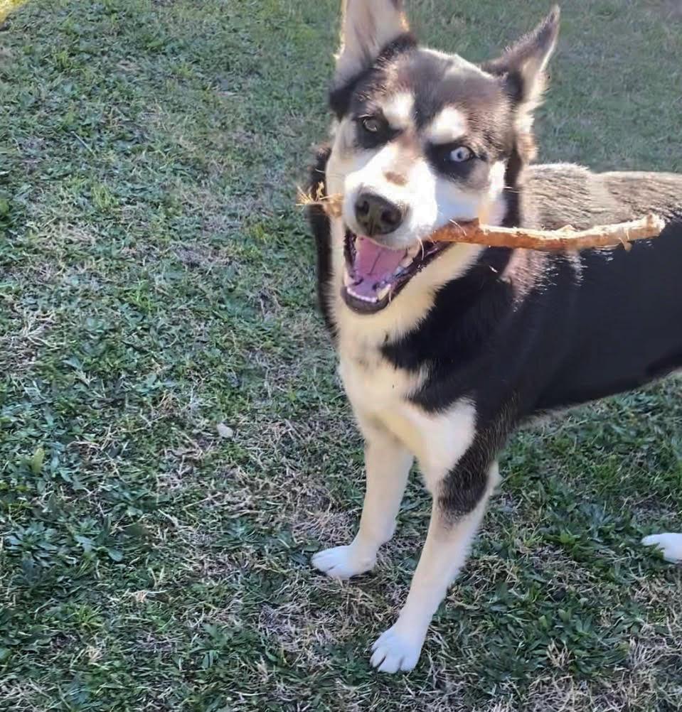 Enlarge Mercy , a hold Siberian Husky in McKinney, TX image 1/6