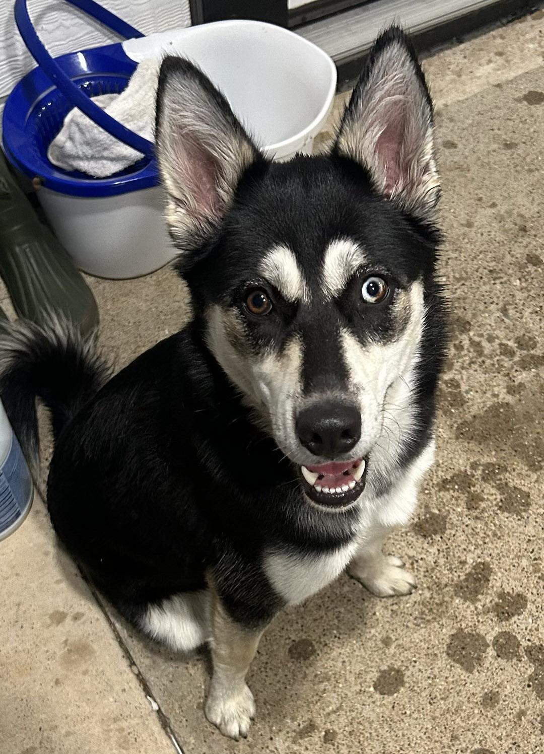 Enlarge Mercy , a hold Siberian Husky in McKinney, TX image 2/6