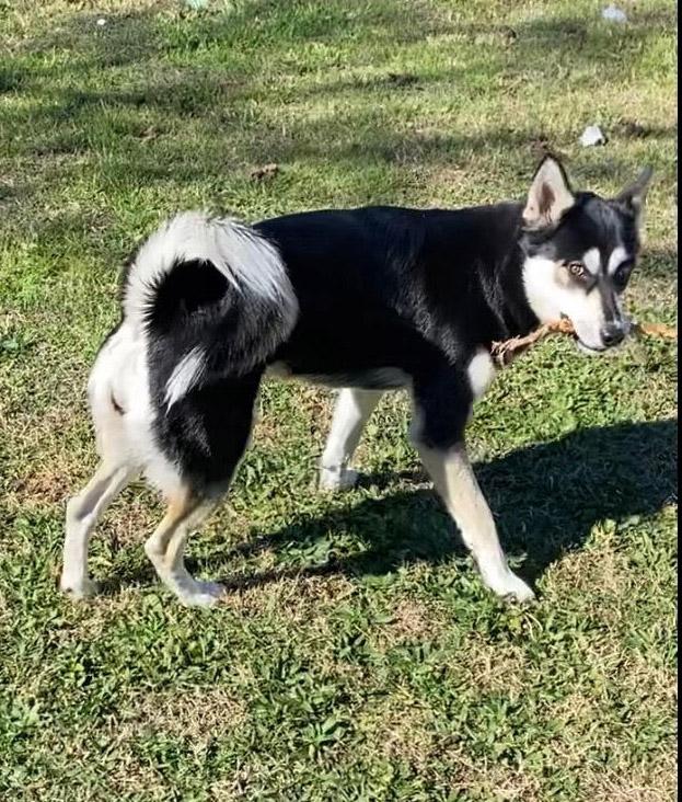 Enlarge Mercy , a hold Siberian Husky in McKinney, TX image 3/6