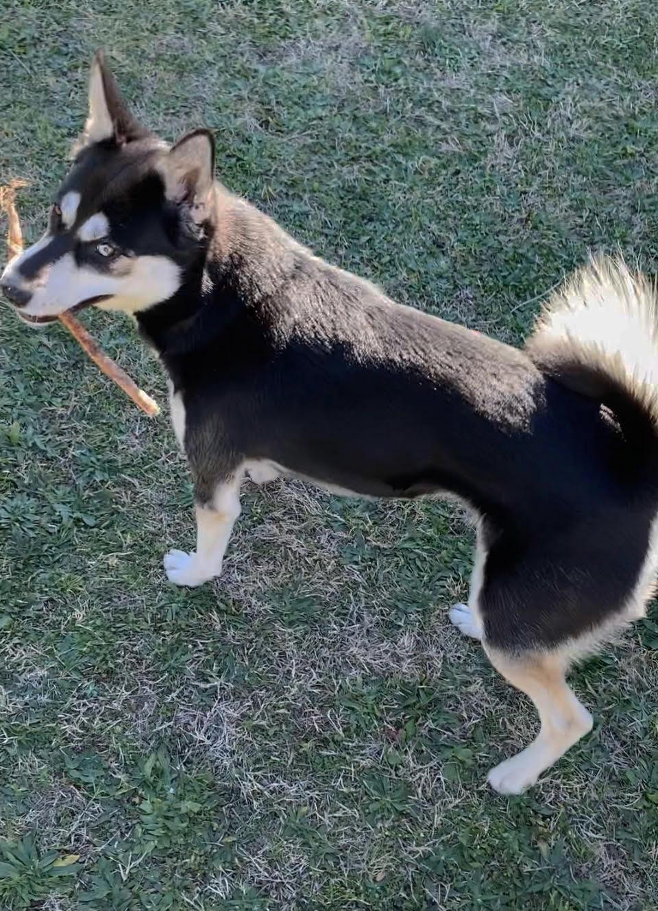 Enlarge Mercy , a hold Siberian Husky in McKinney, TX image 5/6