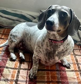 Enlarge Lovee Charley - will be at Always Adopt Nov. 7, a Adoptable Dachshund in Warwick, RI image 5/5