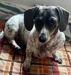 Lovee Charley - will be at Always Adopt Nov. 7, Adoptable, Adult Female Dachshund.