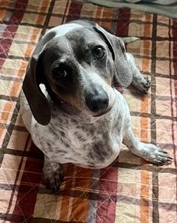 Enlarge Lovee Charley - will be at Always Adopt Nov. 7, a Adoptable Dachshund in Warwick, RI image 4/5