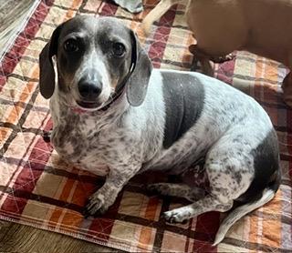 Enlarge Lovee Charley - will be at Always Adopt Nov. 7, a Adoptable Dachshund in Warwick, RI image 3/5