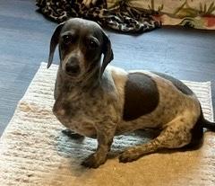 Enlarge Lovee Charley - will be at Always Adopt Nov. 7, a Adoptable Dachshund in Warwick, RI image 2/5