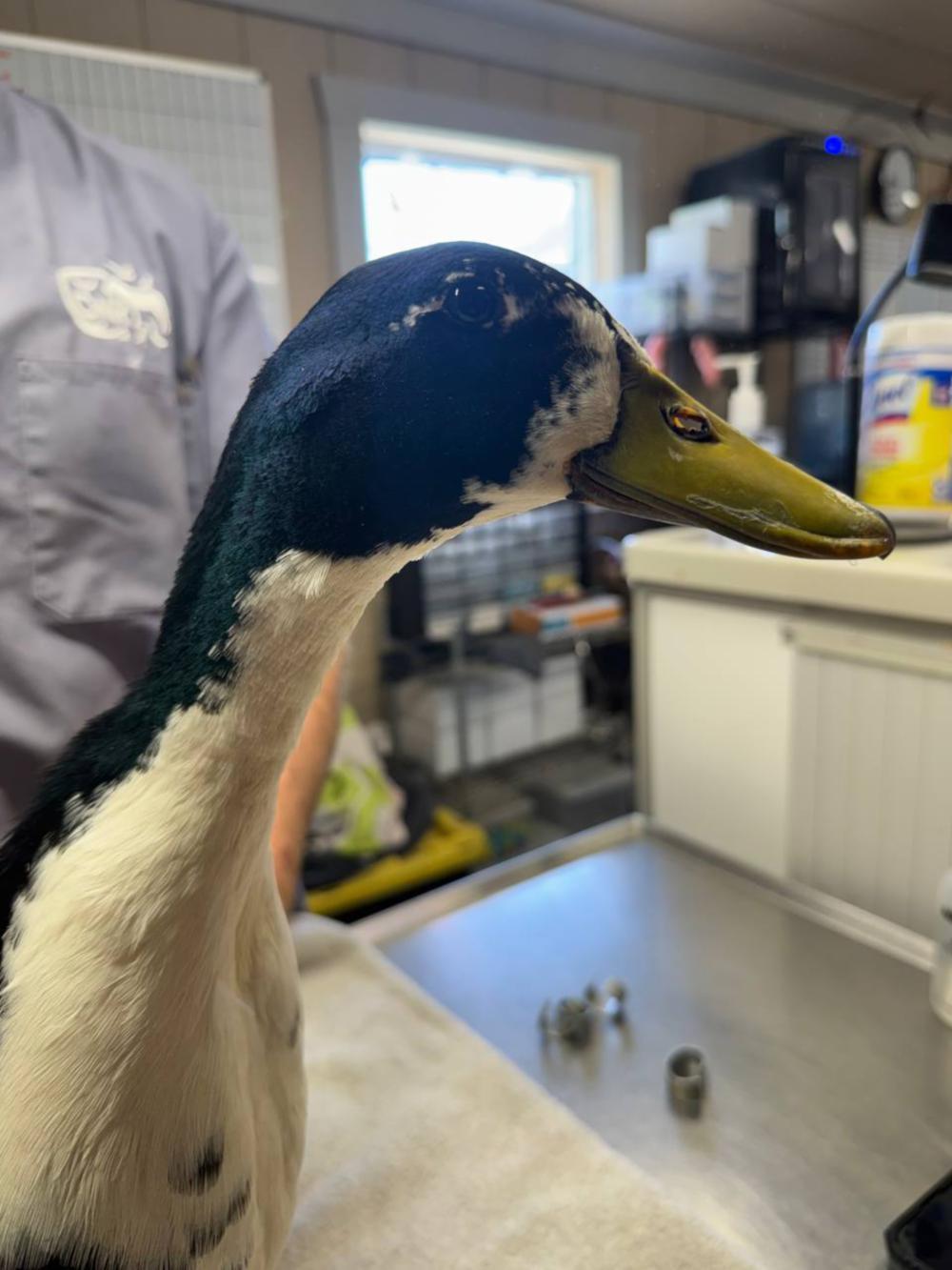 Kace, ADOPTABLE, Adult Male Duck.