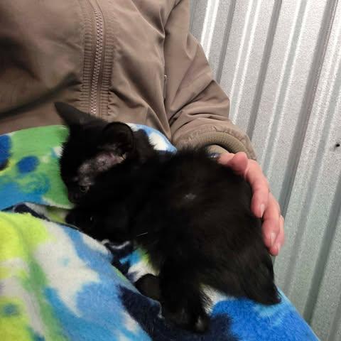 Enlarge frossty, a Adoptable mixed breed in Chicago, IL image 3/6