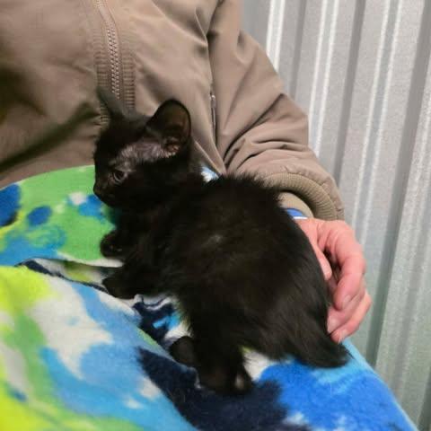 Enlarge frossty, a Adoptable mixed breed in Chicago, IL image 5/6