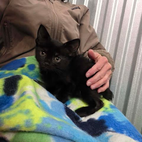 Enlarge frossty, a Adoptable mixed breed in Chicago, IL image 4/6